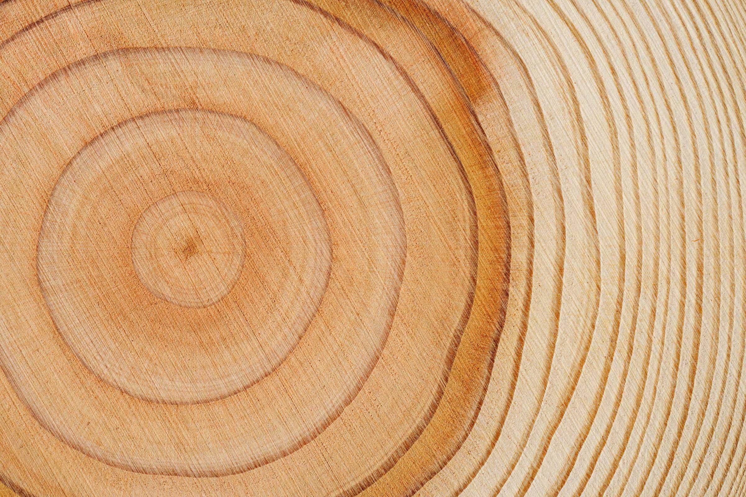 Close-up image of tree rings as a metaphor for legacies and financial planning