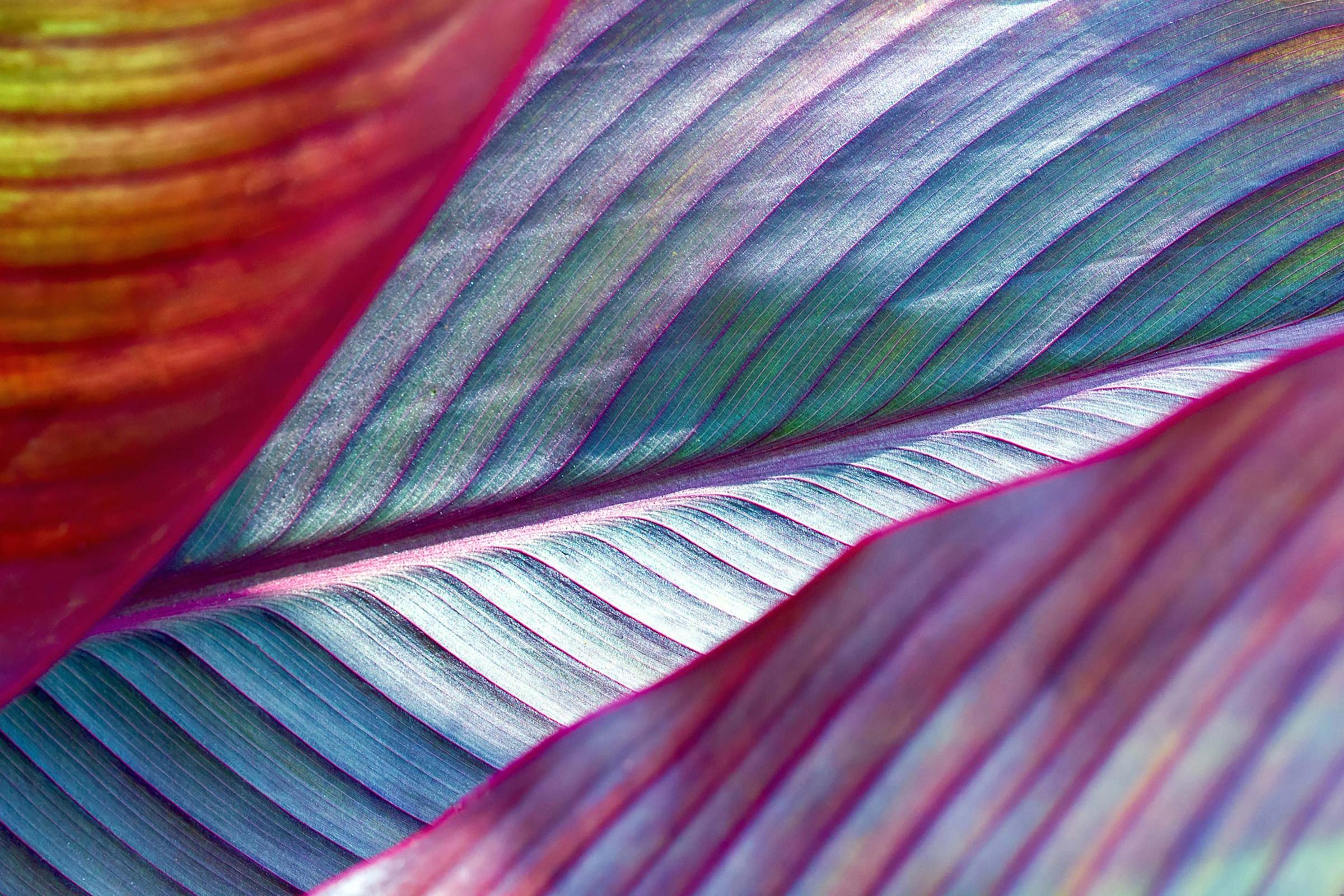 Close-up on multi-colored leaves, as a representation of diversity.