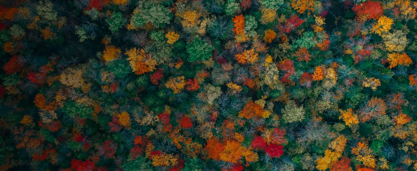 Multi colored trees of a forest