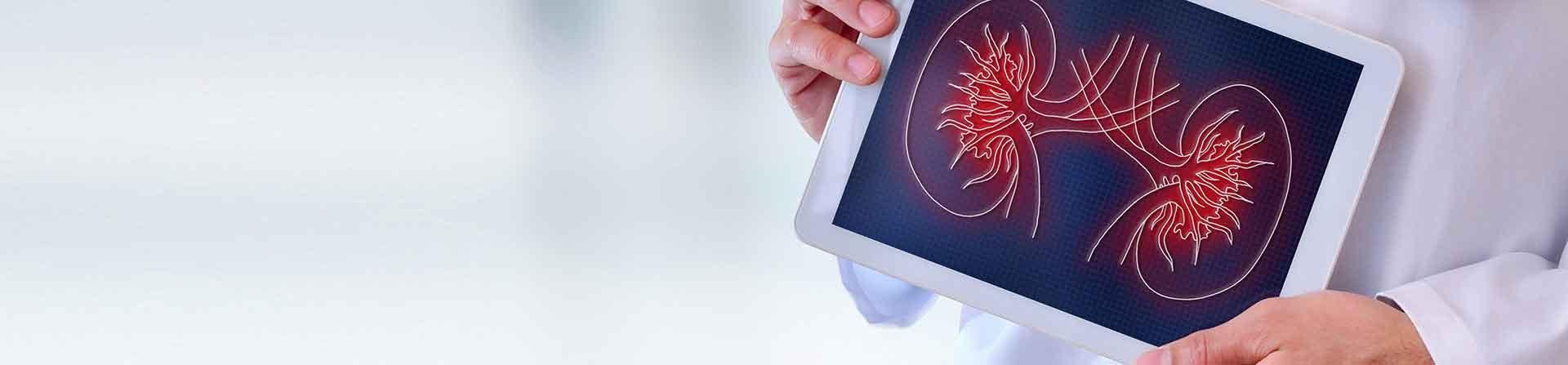 kidneys on ipad
