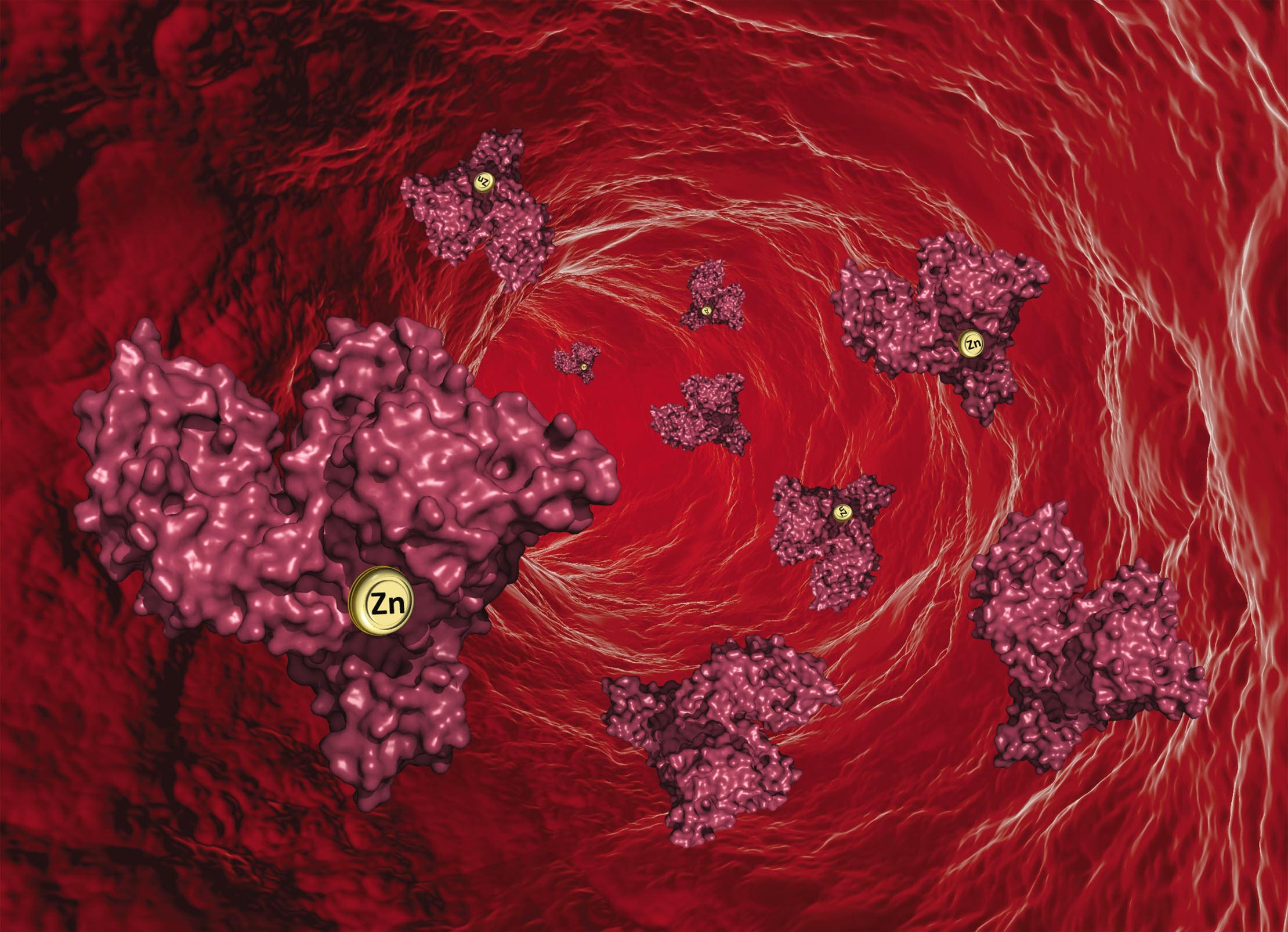 An artist's interpretation of zinc being transported through the blood.