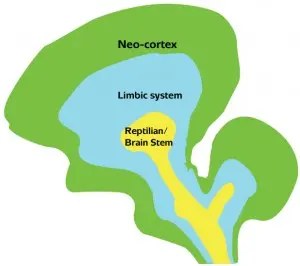 Stress in your brain: This triune brain model shows the thinking brain or neocortex, the emotional limbic part of the brain, and the "fight-flight" reactive brain stem.