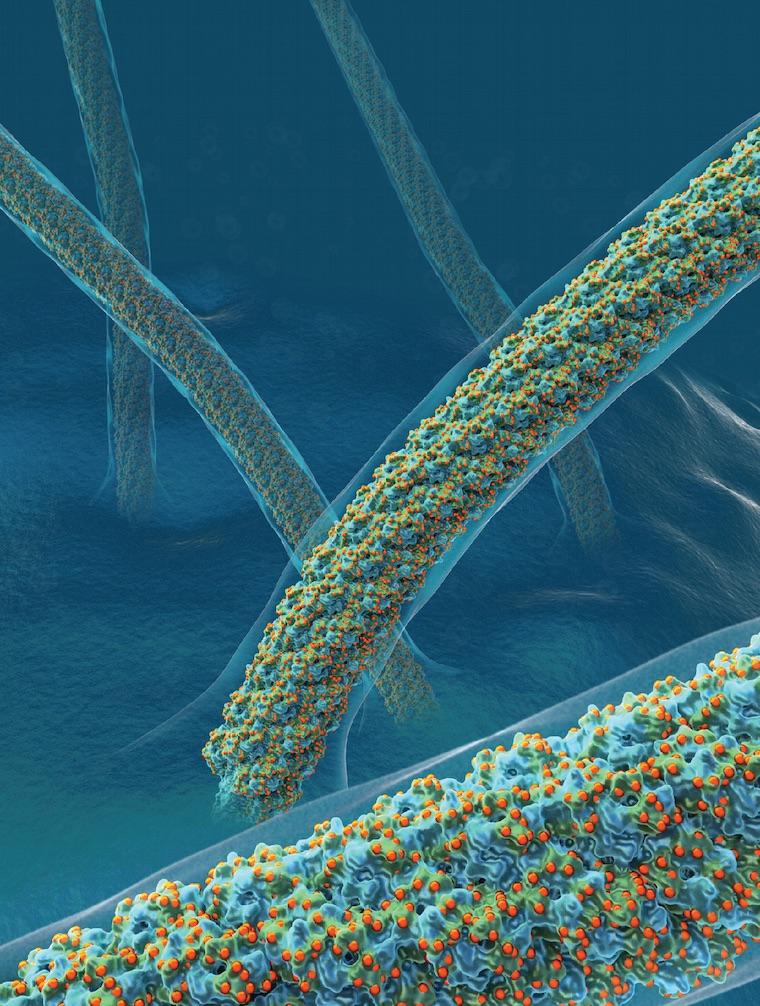 The natural sugar "armor" that lets a single-celled organism tolerate nearly boiling acid.