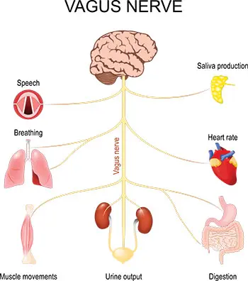 5 Vagus Nerve Exercises to Try When You Need to Calm Down, Stat!