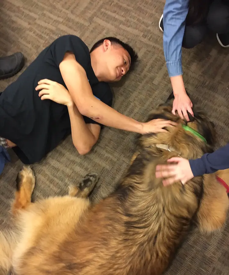 Canine companionship can be most comforting ... for all involved.