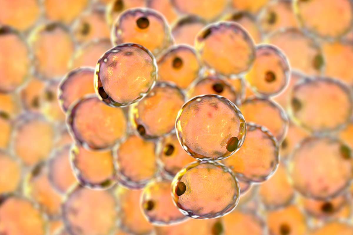 Fat cells