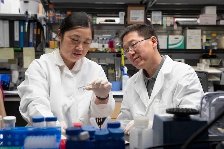 Our Ying Jiang (left) and Hui Zong have determined that a supposedly simple cancer, called medulloblastoma, forms an unexpectedly intricate network to drive its growth.