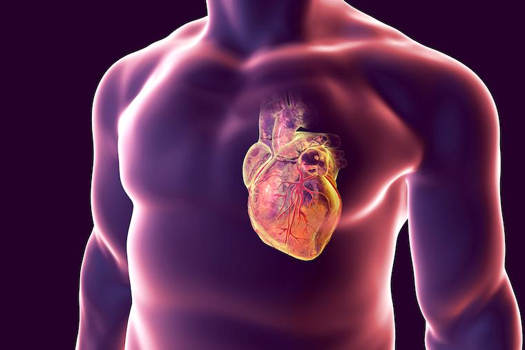 UVA researchers have identified a promising new drug to treat harmful scarring that can occur after heart attacks and other injuries.