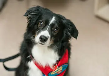 Ollie after working hard