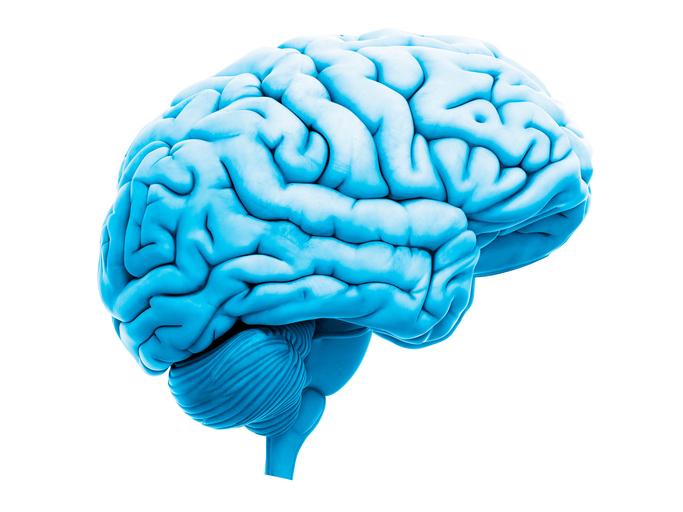 Human brain, illustration.