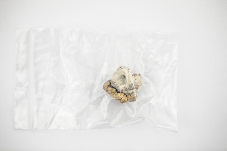 Psilocybin dried mushroom in a plastic bag.