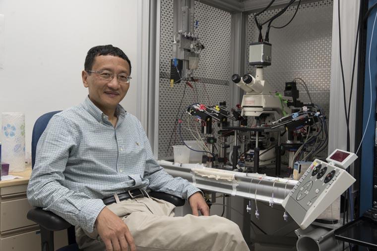 J. Julius Zhu, PhD, has developed a new brain sensor that could transform our understanding of many neurological diseases.