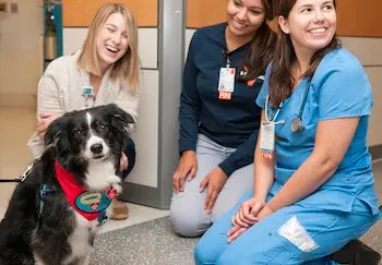 Ollie getting spoiled by nurses in the surgical unit.