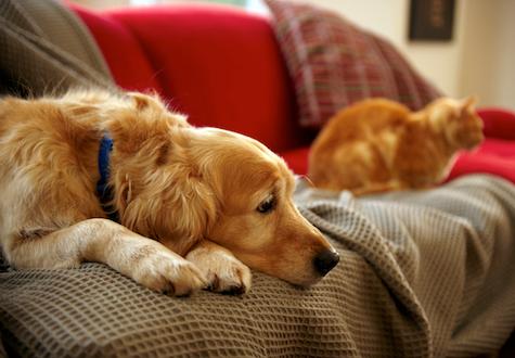 Pet dander is one of the allergens that may impact your home air quality.
