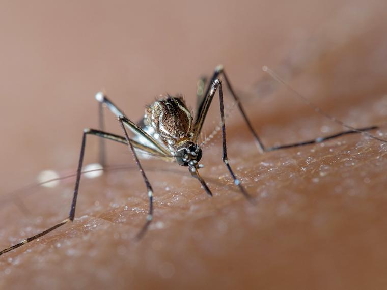 The Aedes aegypti species of mosquito, which spreads potentially deadly dengue viruses.
