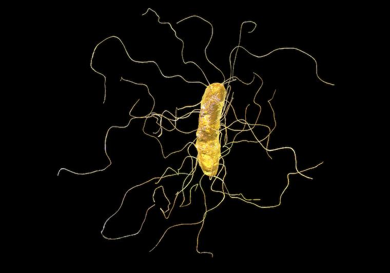 A computer illustration of C. difficile bacterium with A computer illustration of C. difficile bacterium with peritrichous flagella.