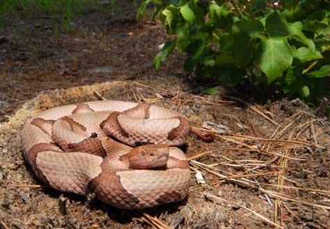 A copperhead snake coiled up in dry leaves