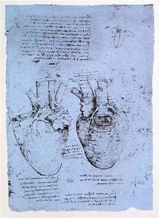 Davinci's heart drawings