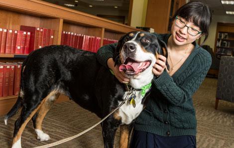 Woman pets large tri-colored dog wearing bandana