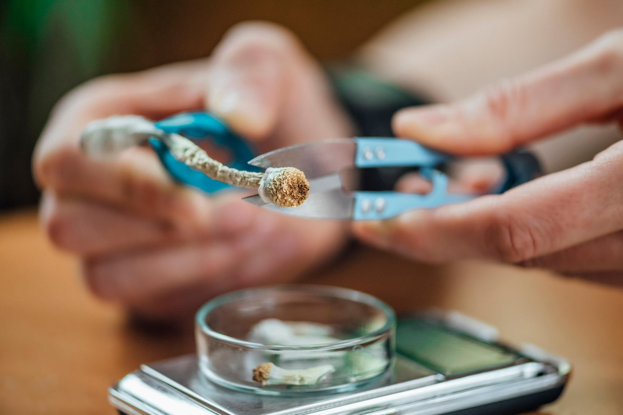 researcher uses snips to trim a sample of magic mushrooms