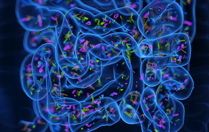 Image shows bacteria inside human gut