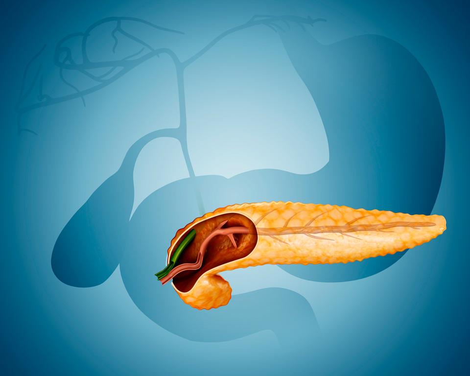 Illustration of body shows cross-section of pancreas
