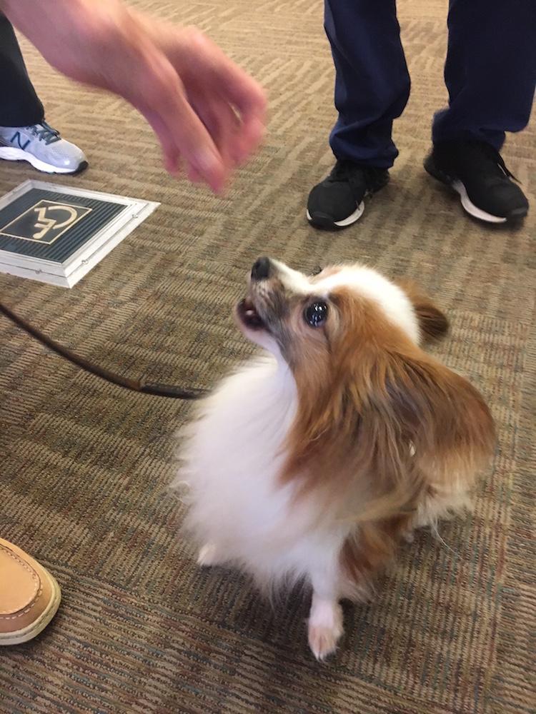 An adorable dog drumming up organ donors.