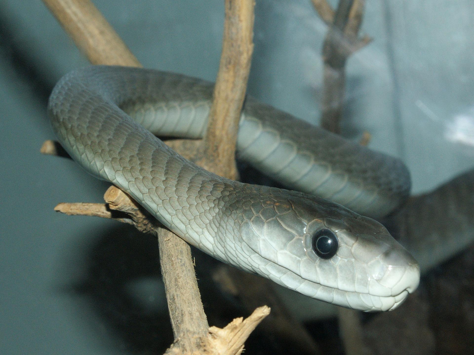 The black mamba, a deadly snake.