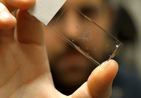 kipnis research brain lymphatic connection