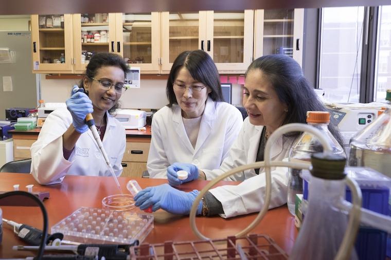 School of Medicine researchers Vidya K. Nagalakshmi (from left), Minghong Li and Maria Luisa S. Sequeira-Lopez are studying kidney development as part of their efforts to regrow kidneys. 