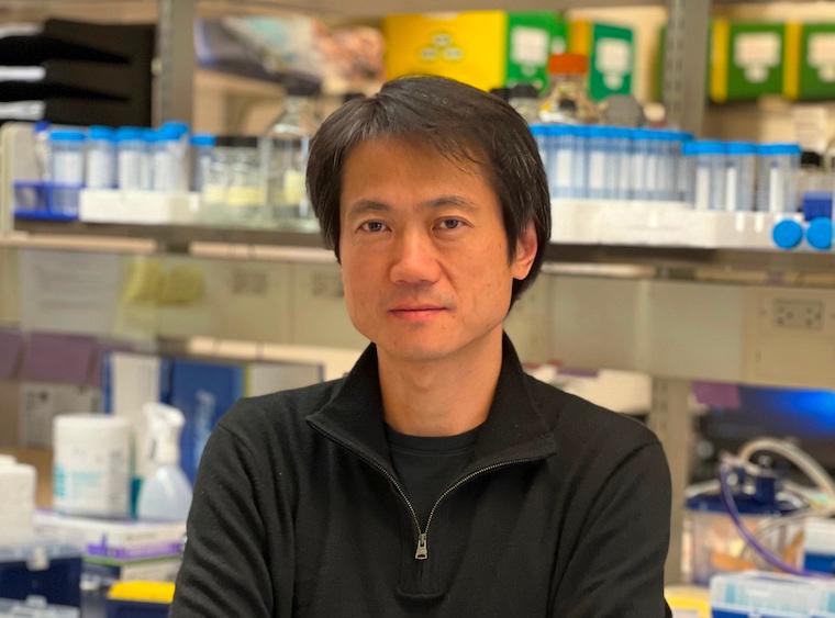 Hao Jiang, PhD, of UVA Cancer Center, and his collaborators have revealed why a mutation in the UTX gene disrupts cells’ ability to suppress cancer tumors. 