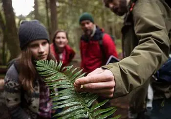 hiking in the woods watching for ticks