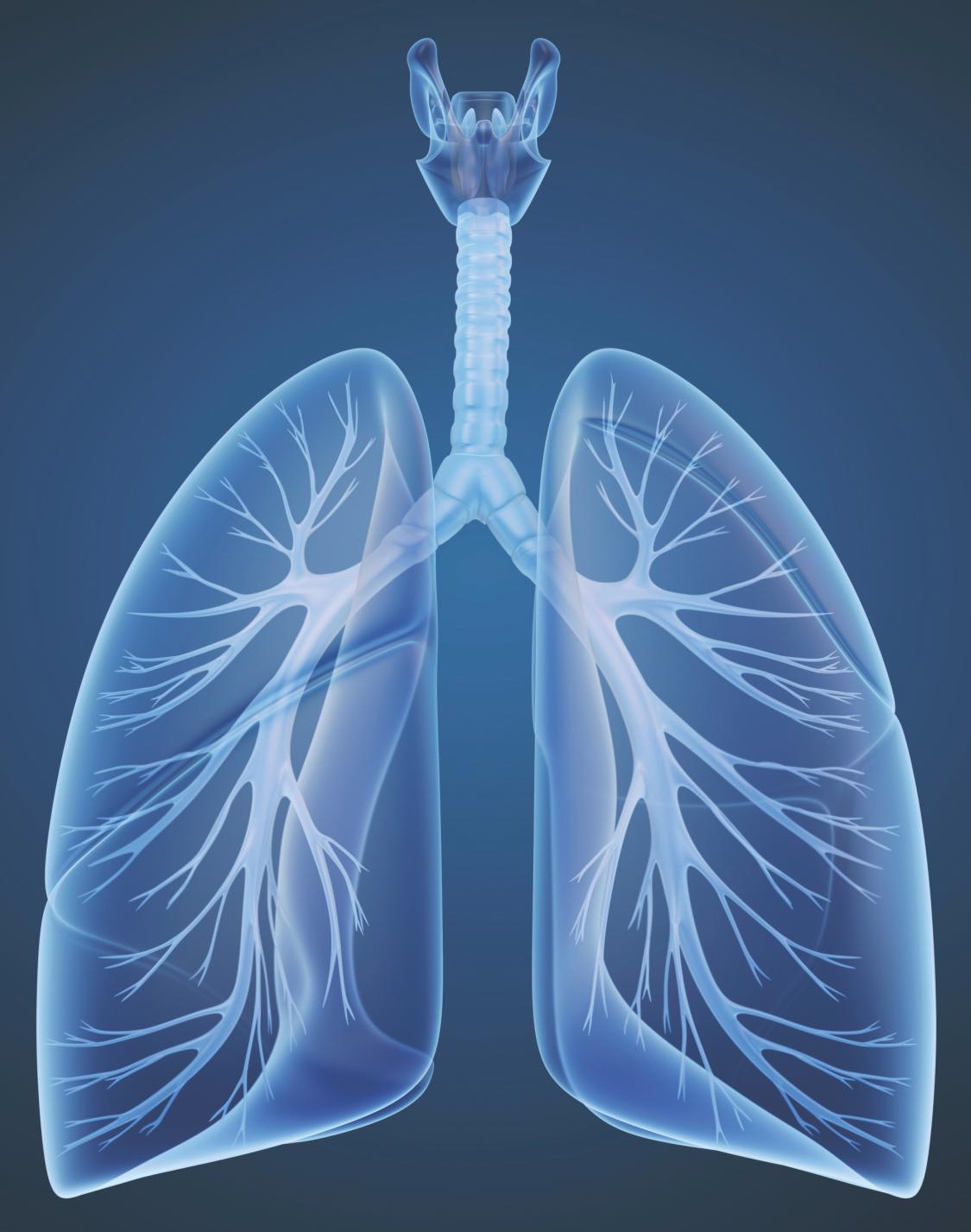 Human lungs and bronchi in x-ray view