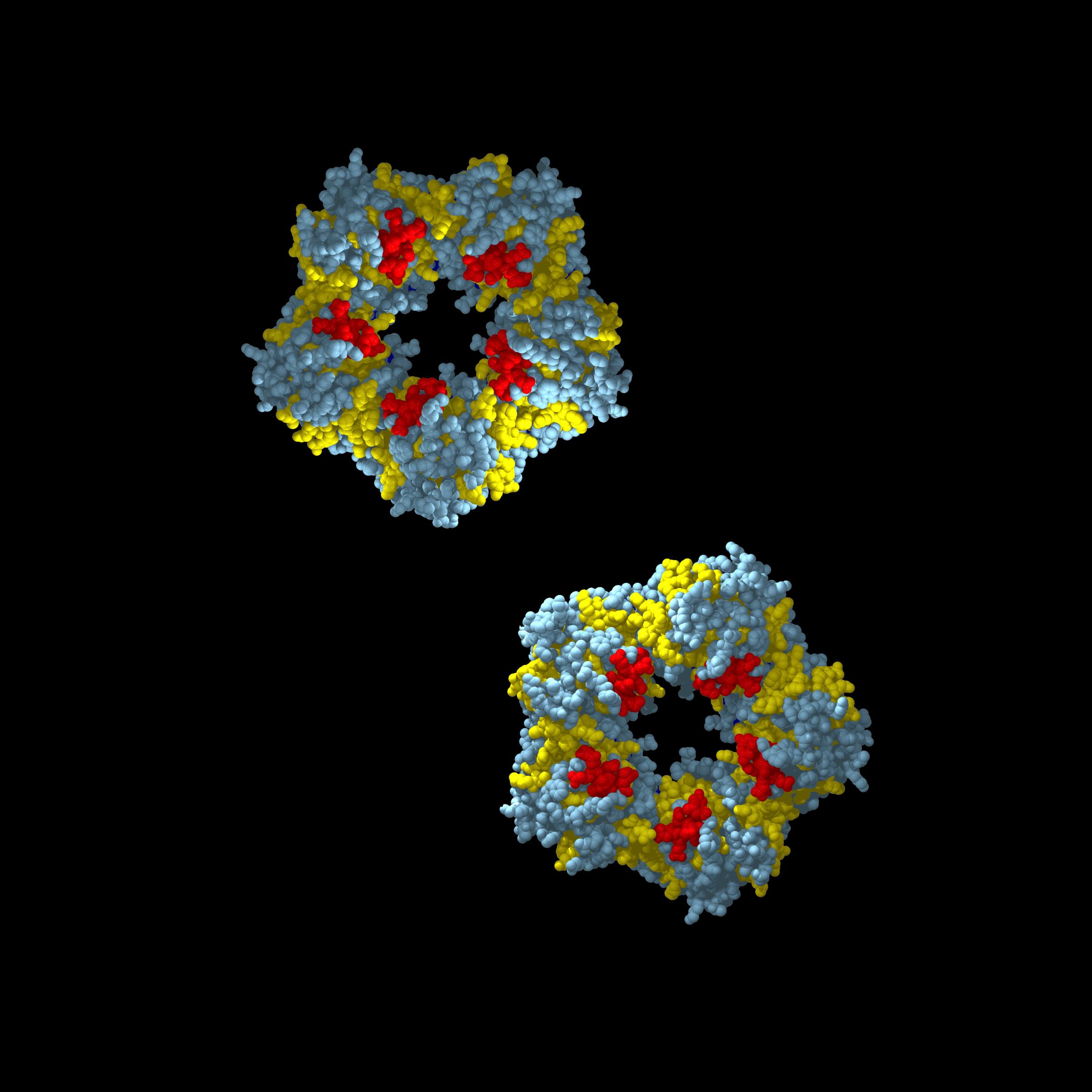 C-reactive protein, molecular models