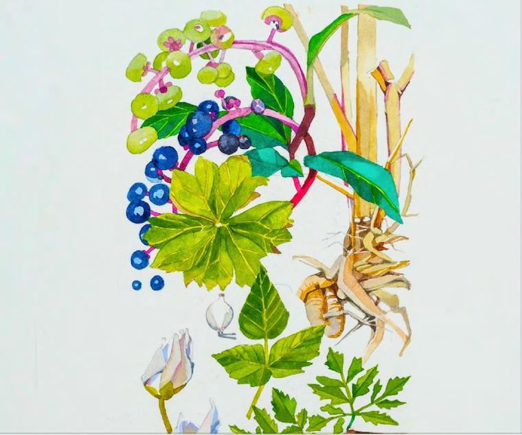 They look  pretty, don't they? But this is the cover art for a free book you  can download on poisonous plants.