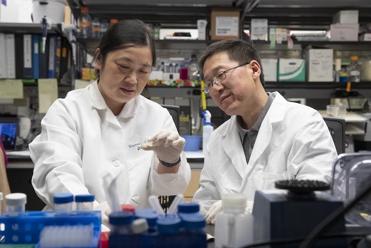 Researchers Ying Jiang (left) and Hui Zong have determined that a supposedly simple cancer, called medulloblastoma, forms an unexpectedly intricate network to drive its growth. 