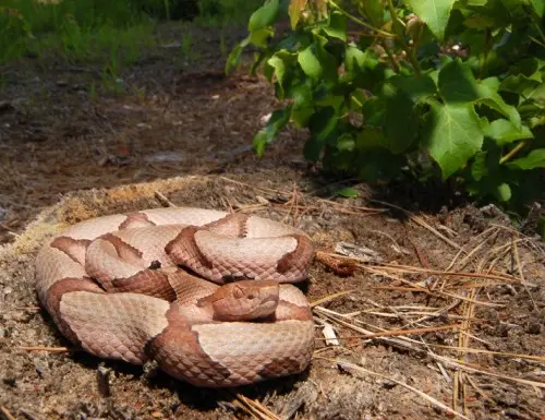 copperhead snake