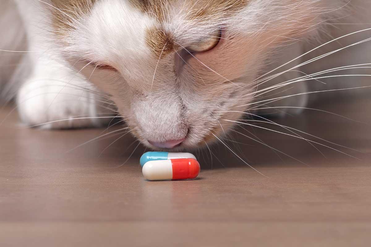 cat sniffing medication on the floor. prevent pet poisoning by picking up meds immediately