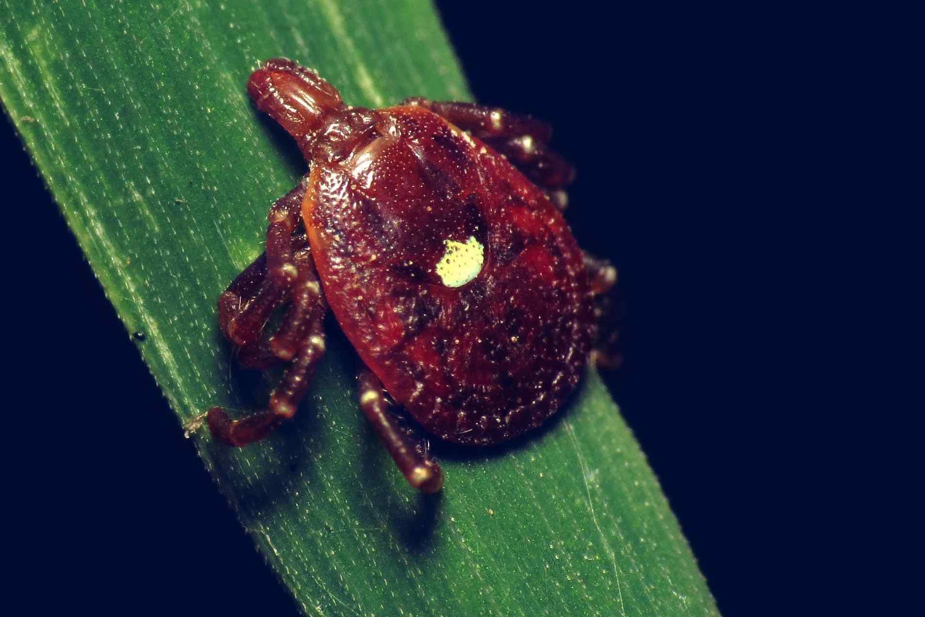 The Lone Star tick can cause allergic reactions to meat.