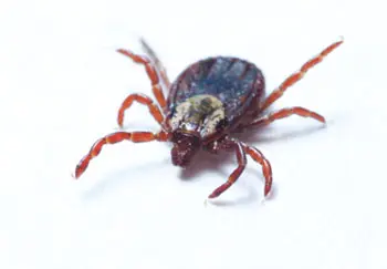 dog ticks don't cause Lyme disease but can give you other tick-borne illness