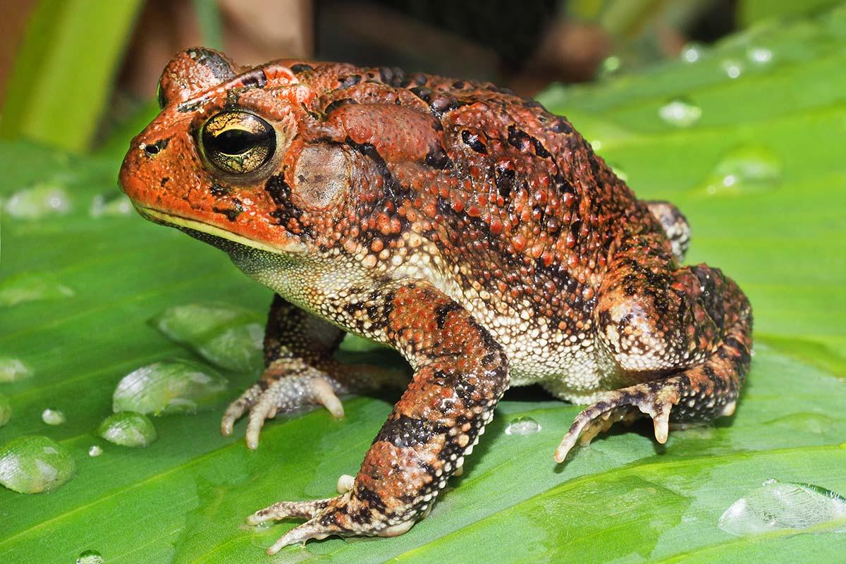 The southern toad is one of poisonous toads found in Virginia.
