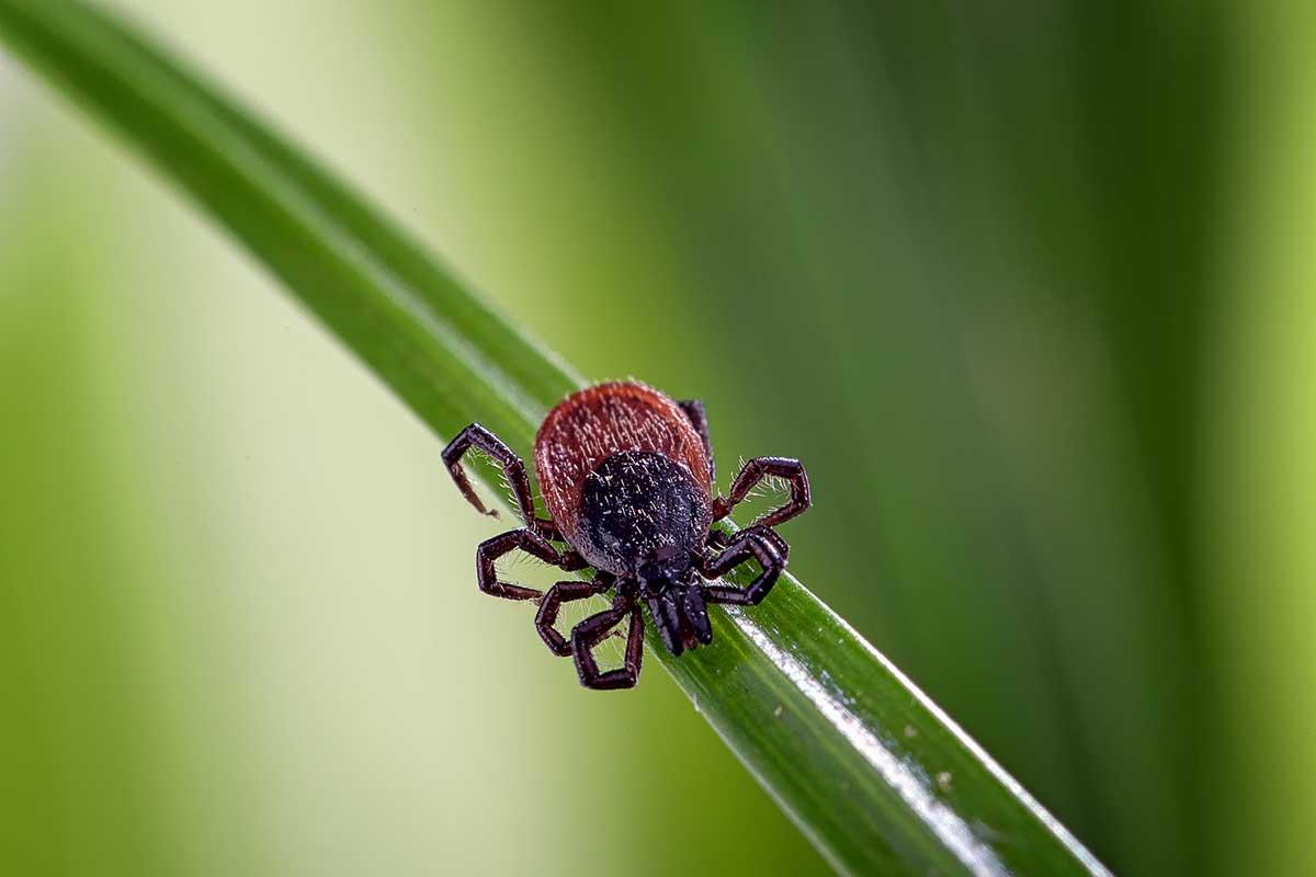 A bite from this deer tick could cause Lyme disease.