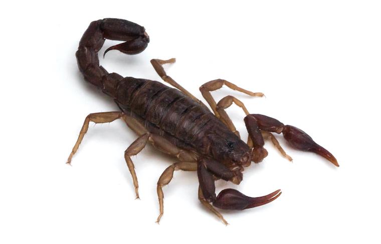 The southern devil is a venomous scorpion found in Lee County in far Southwestern Virginia. Its sting typically produces symptoms similar to a bee sting.