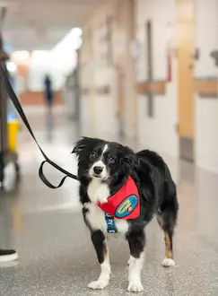 Ollie, therapy dog, visiting patients at UVA Health