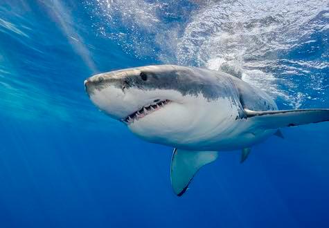 Great white shark swimming just under the surface.