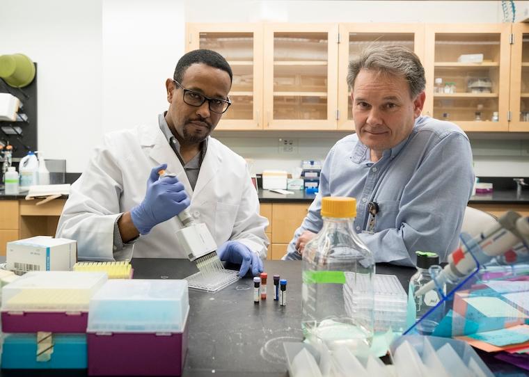 Researchers Lelisa F. Gemta (left) and Timothy Bullock have determined why killer T cells can be so helpless against cancer. Their discovery could help doctors make the immune cells much more effective against cancer. 