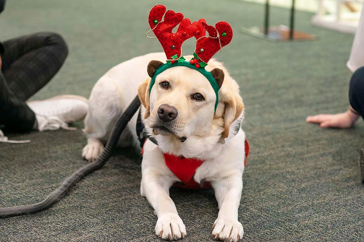 Hank, a 2-year-old English Lab Retriever, loves swimming, hiking, and eating. He and his fellow UVA Health therapy dog friends recently helped medical students de-stress before exams.