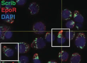 Erythroid progenitor cells, the cells that divide to make red blood cells.