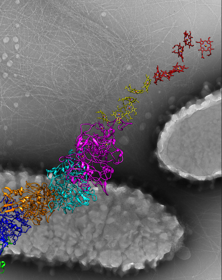 An atomic model for the microbial nanowires that conduct electricity is in the foreground, while two bacteria are seen in the electron micrograph in the background, surrounded by the nanowires.