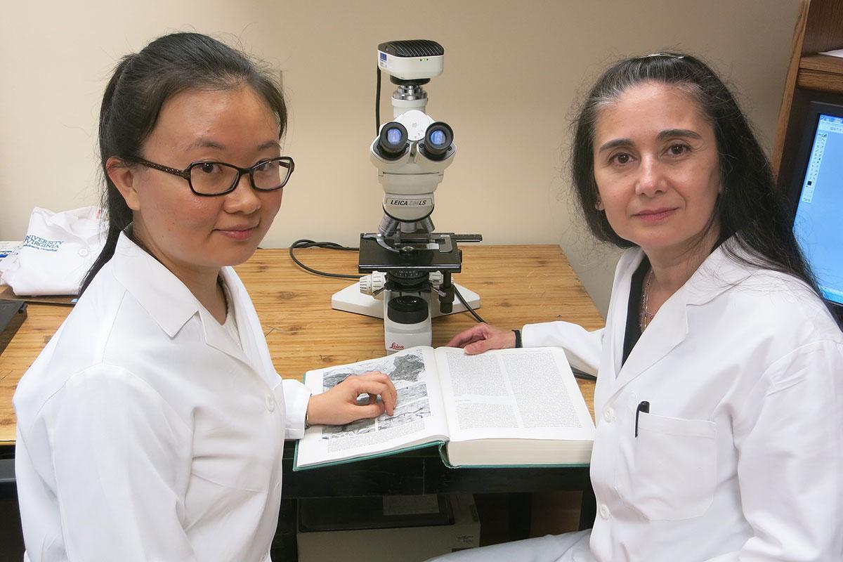 Yan Hu, PhD, (left) and Maria Luisa S. Sequeira-Lopez, MD, made a discovery about how the heart forms.